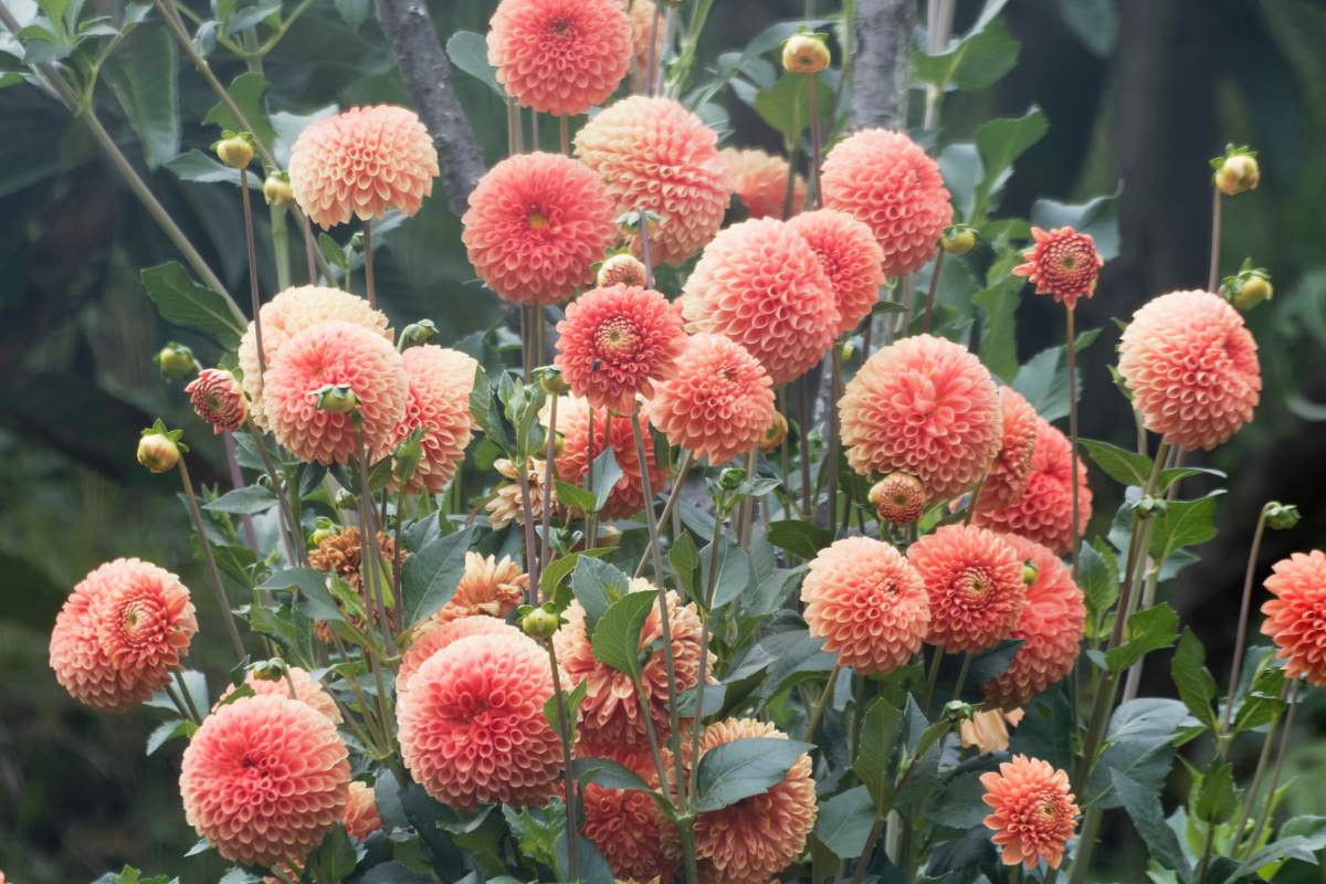4 beautiful plants for agostan multicolored flowerbeds