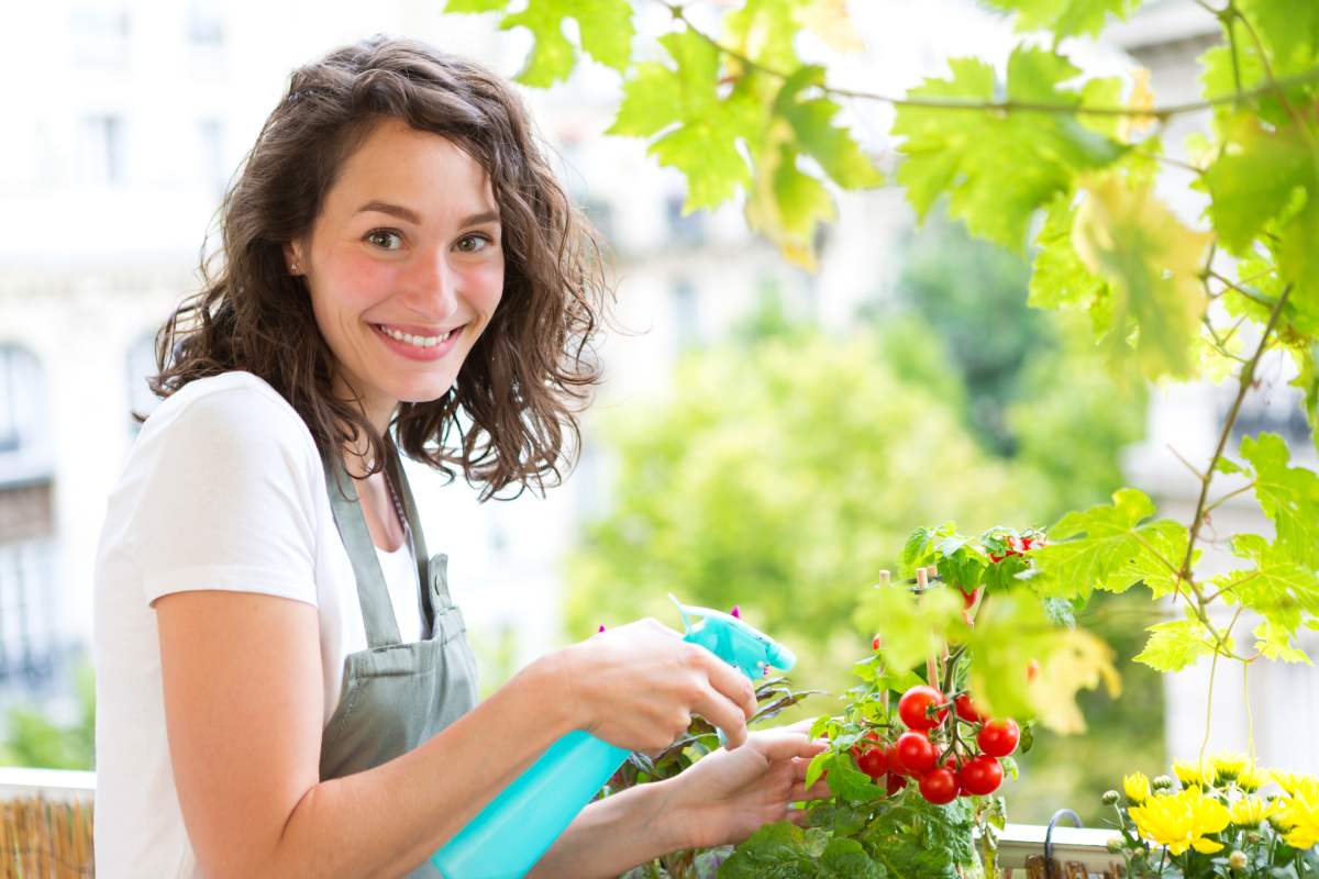 Cultivate tomatoes on the balcony: here is the trick to have them abundant
