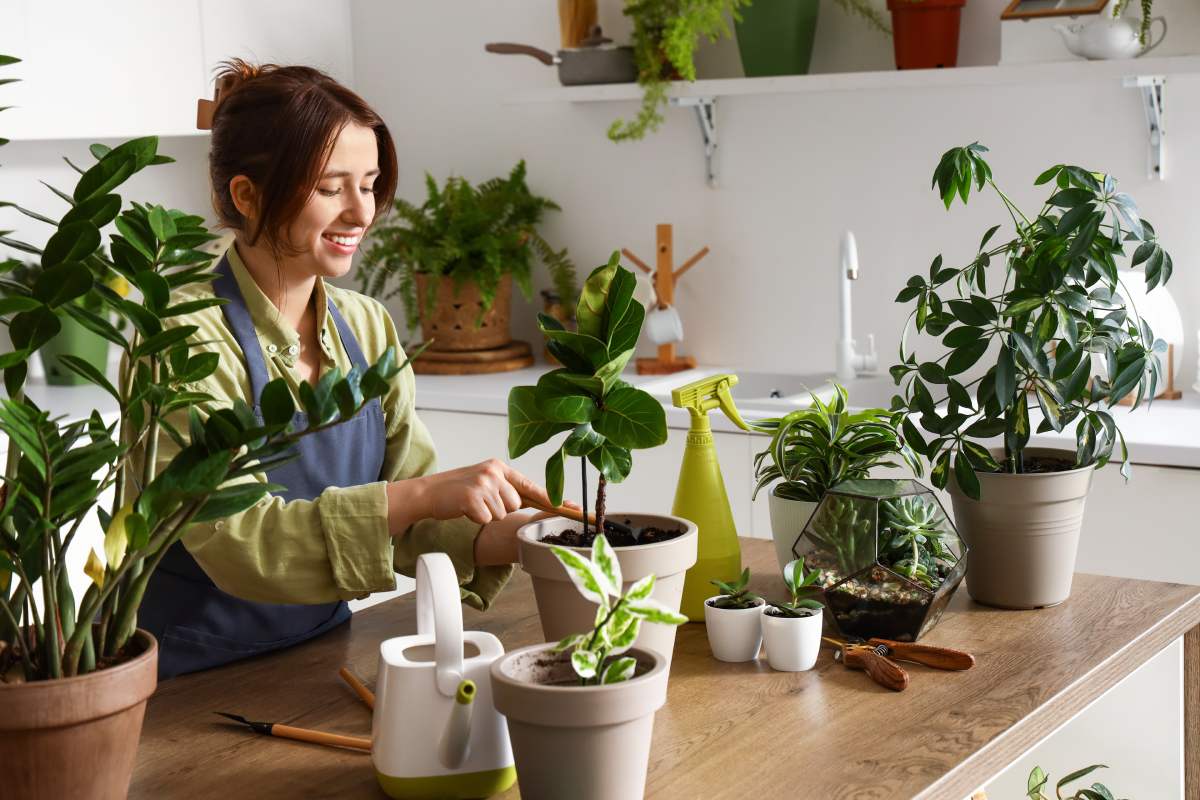 How to save the potted plants at home. The 7 errors to avoid