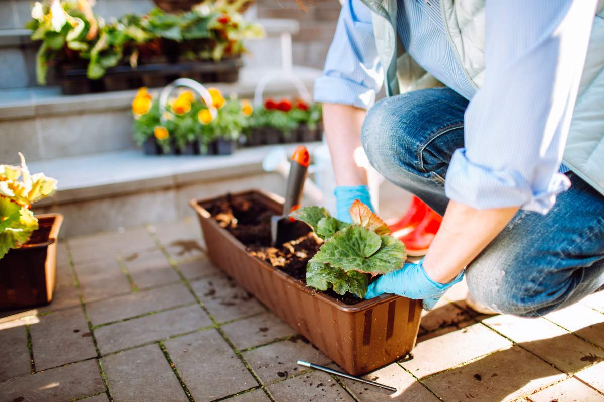 The repotting of 5 plants in September