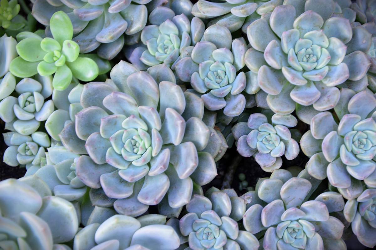 Here are 3 succulent shutters that multiply naturally