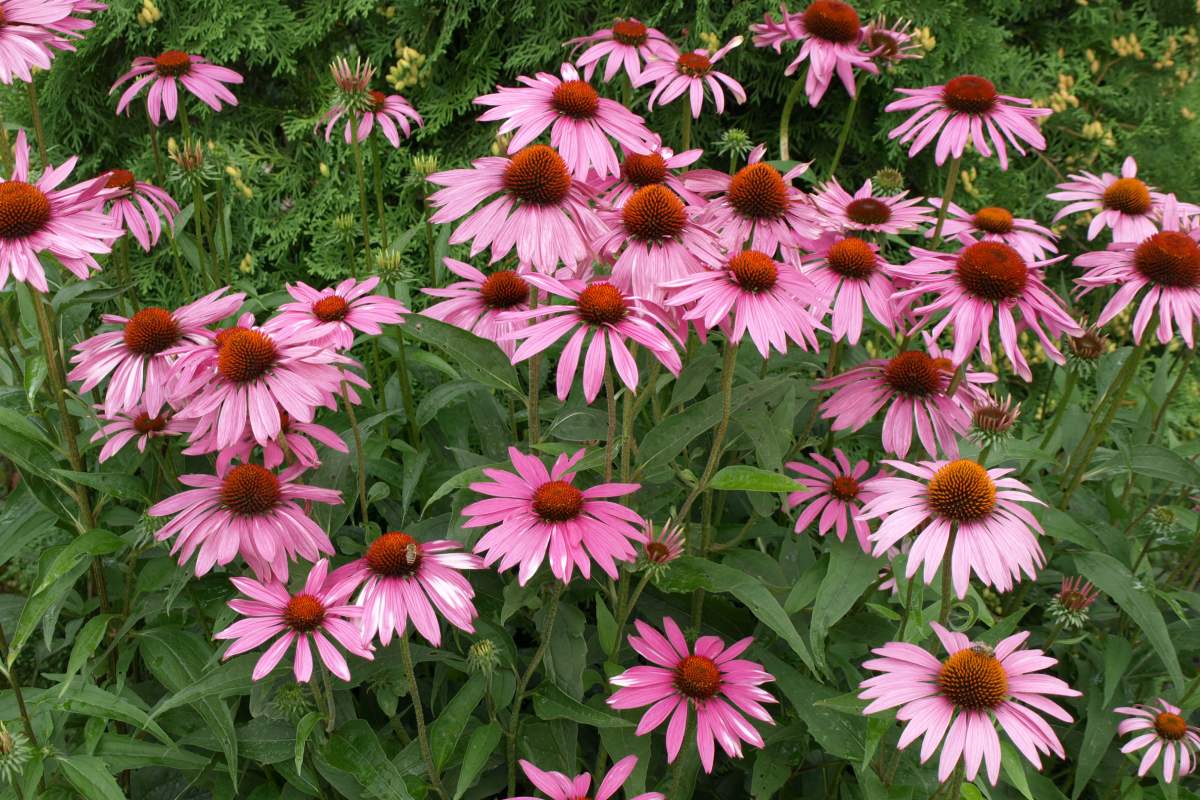 Belle flower beds of September that do not require much care