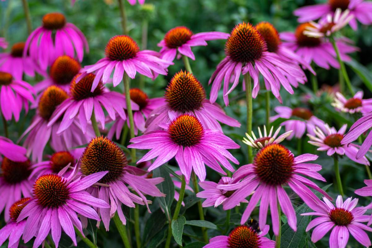 Perennial resistant plants in the heat