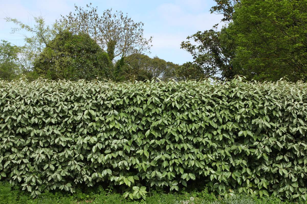 The perfect hedges for September