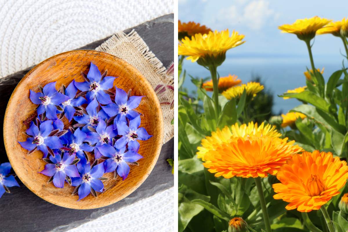 What are the 4 flower herbs most used in the kitchen