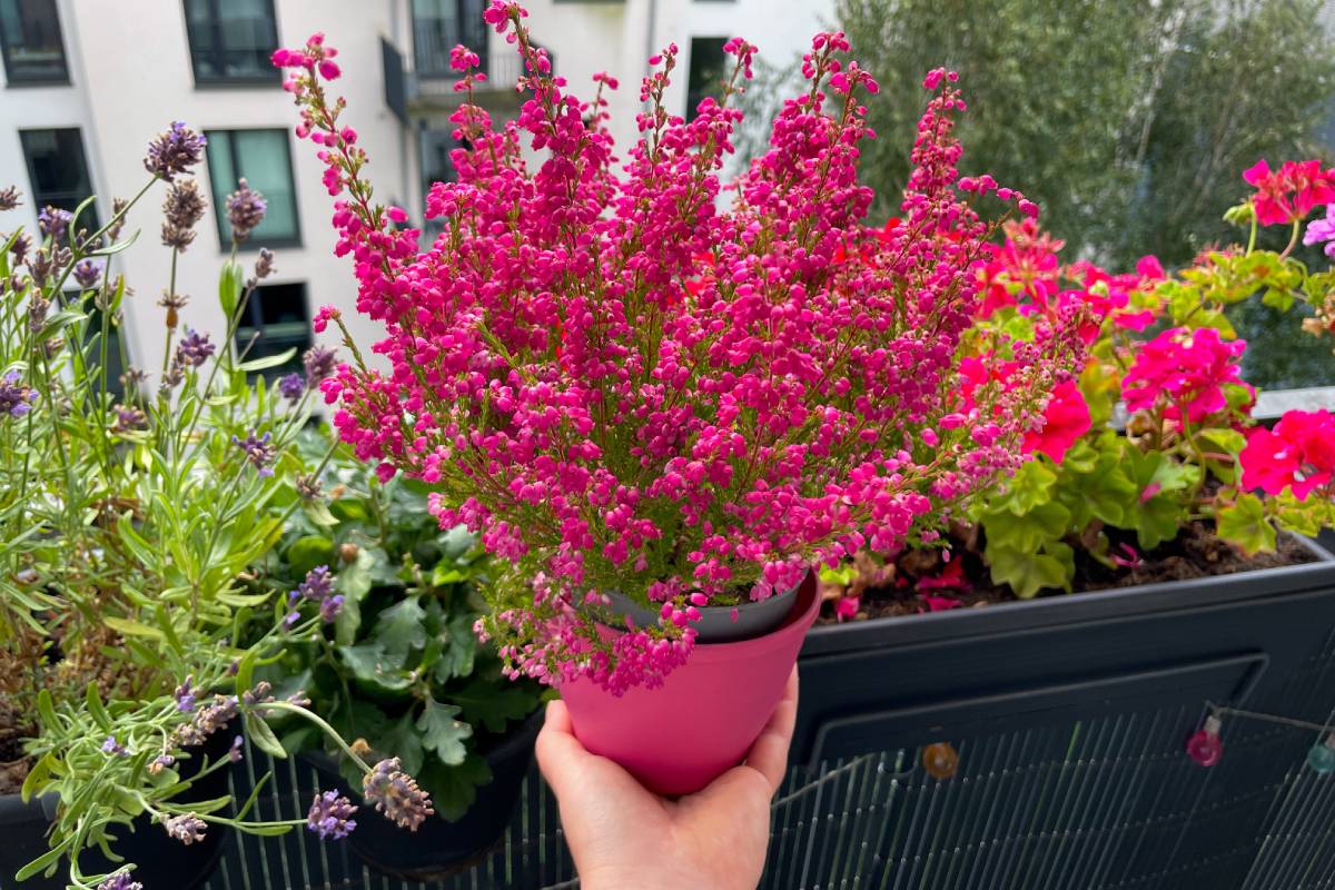Flowers on the balcony in autumn