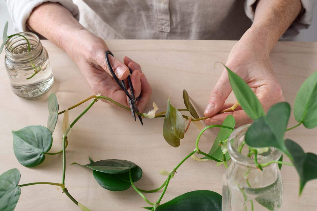 Free multiplication of plants