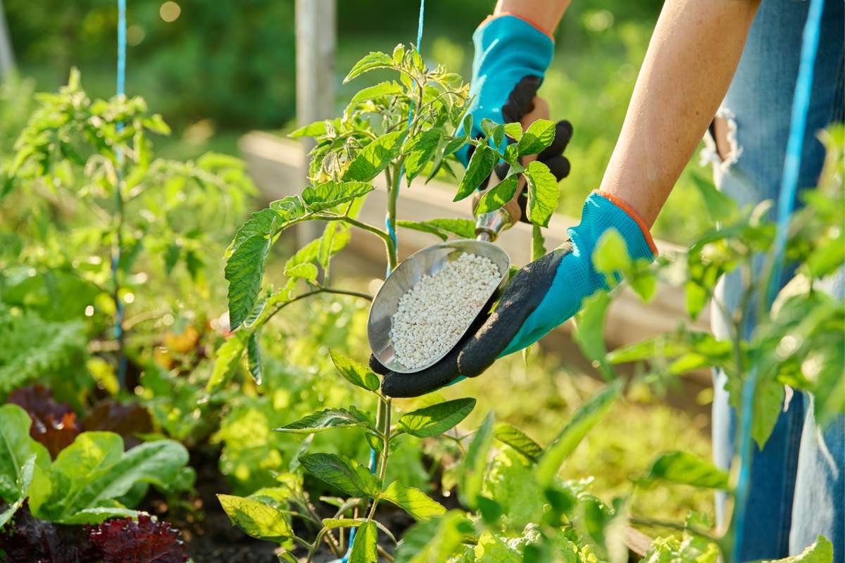 Treatment of tomatoes on the balcony