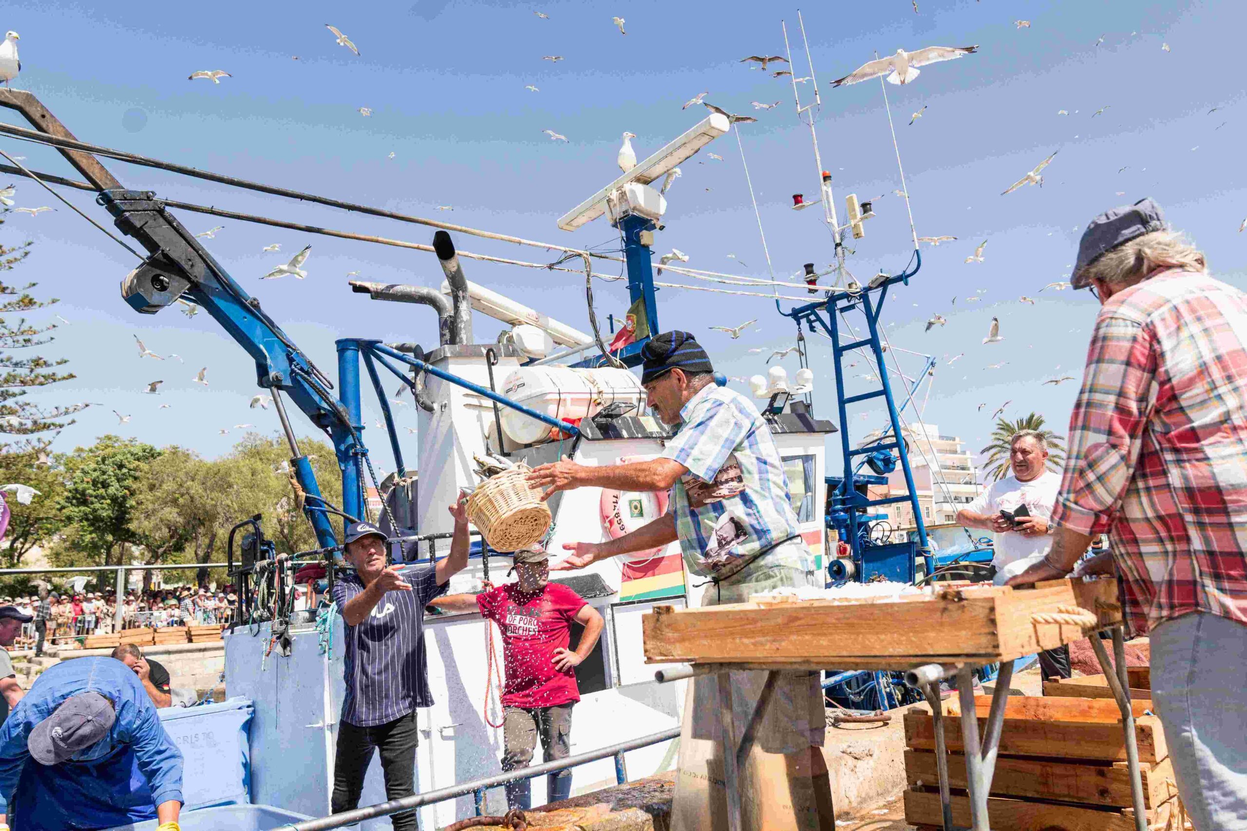 More than 25,000 entries in the start of the 29th edition of the Sardinha de Portimão Festival