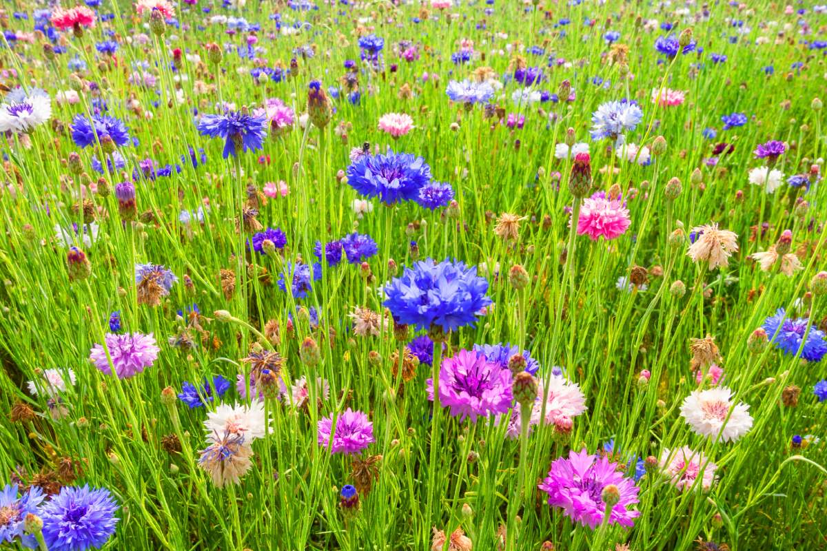 Flowers to be sowing at the end of August