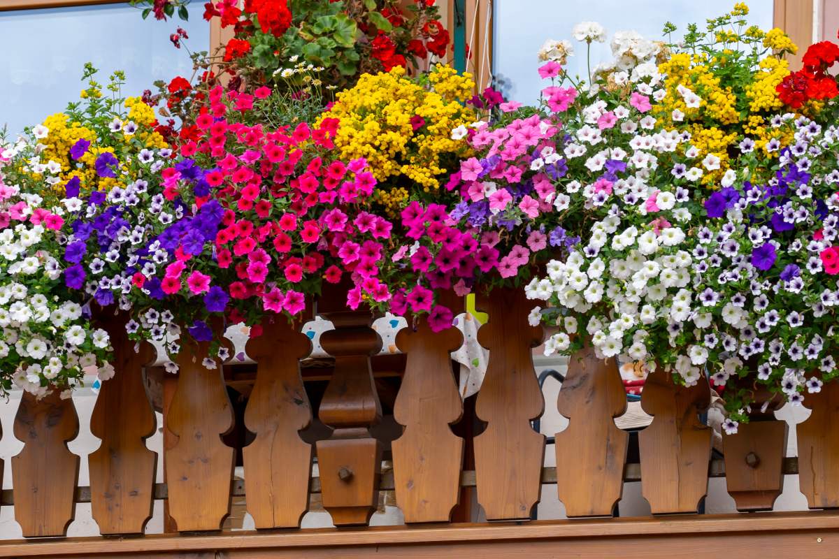 Such as waterfall plants for balconies and railings