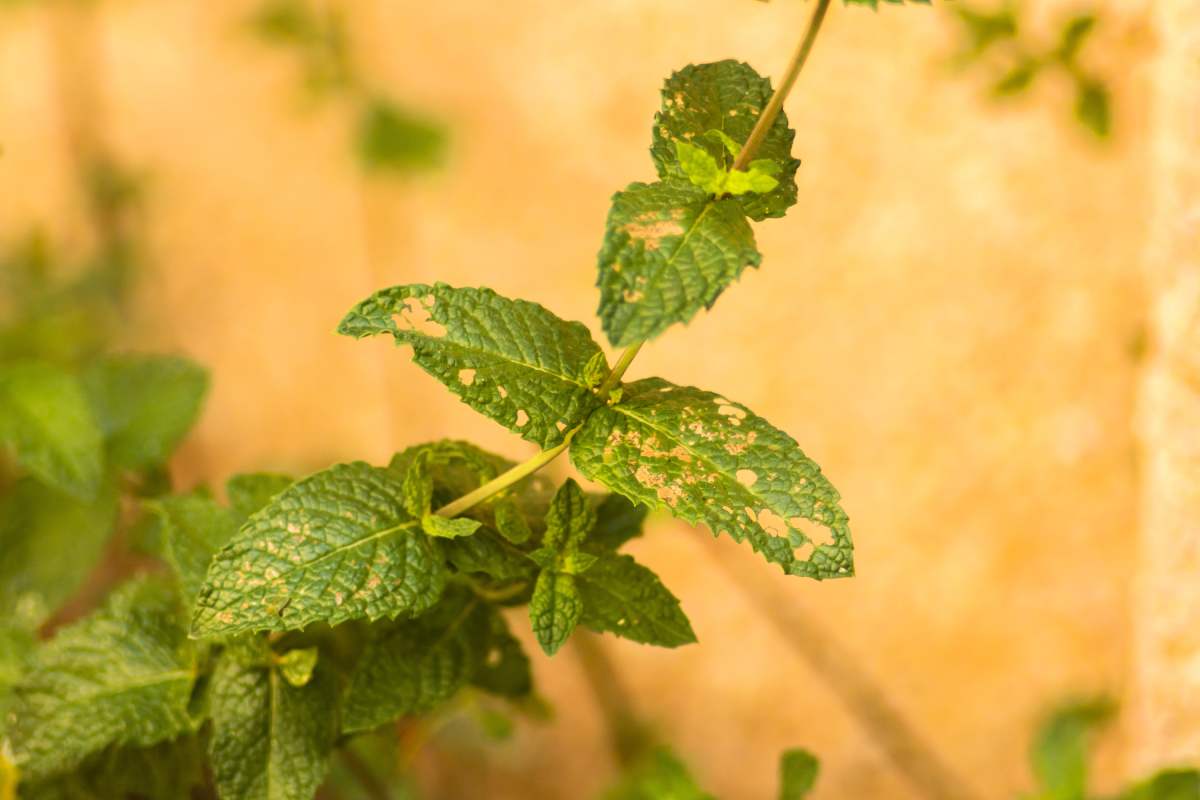 How to treat plants that get sick in late summer