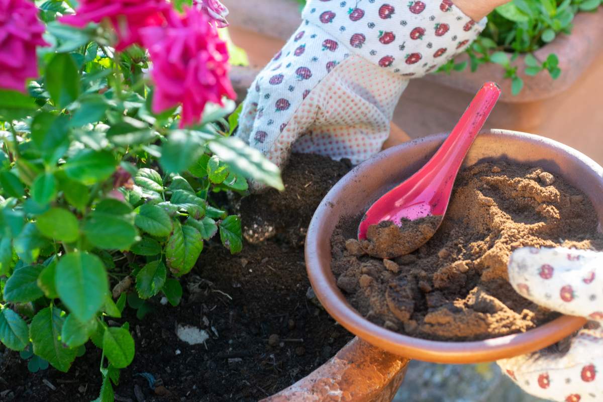 The 4 natural fertilizers to make the roses bloom before autumn