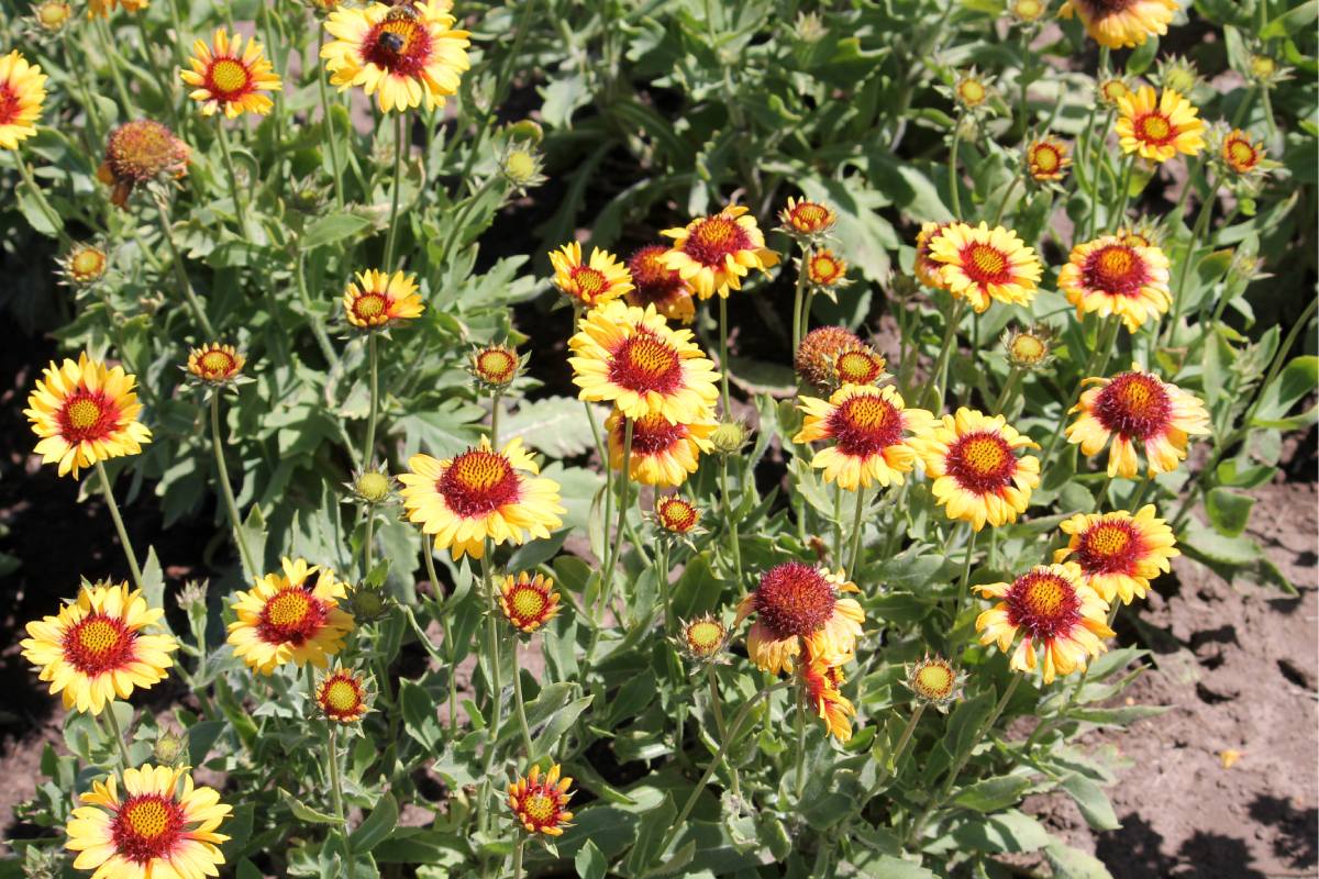 In summer flower beds with resistant plants