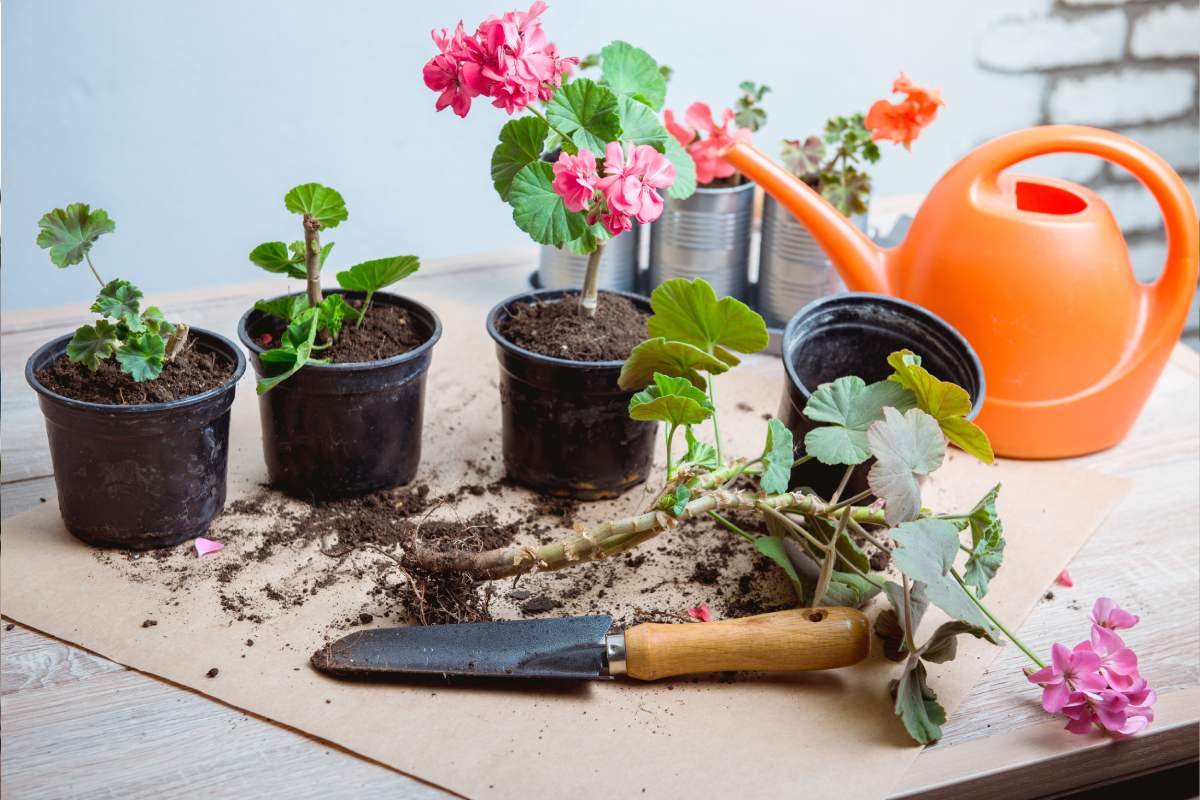 New life to plants with late summer repotting