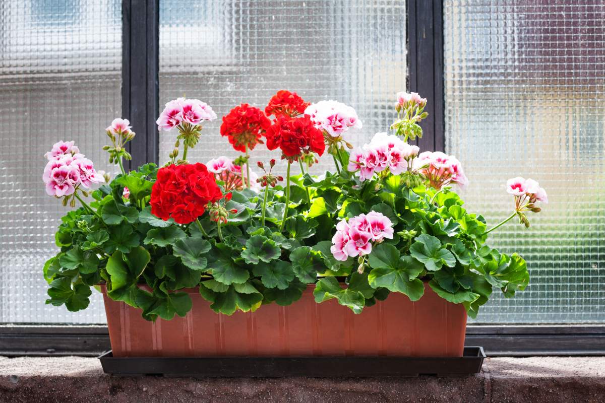 Plants to be repotted to September