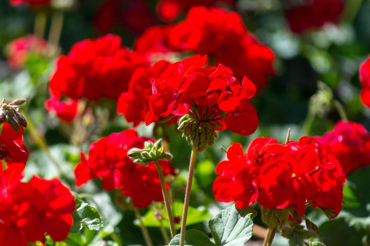Flowering plants in September