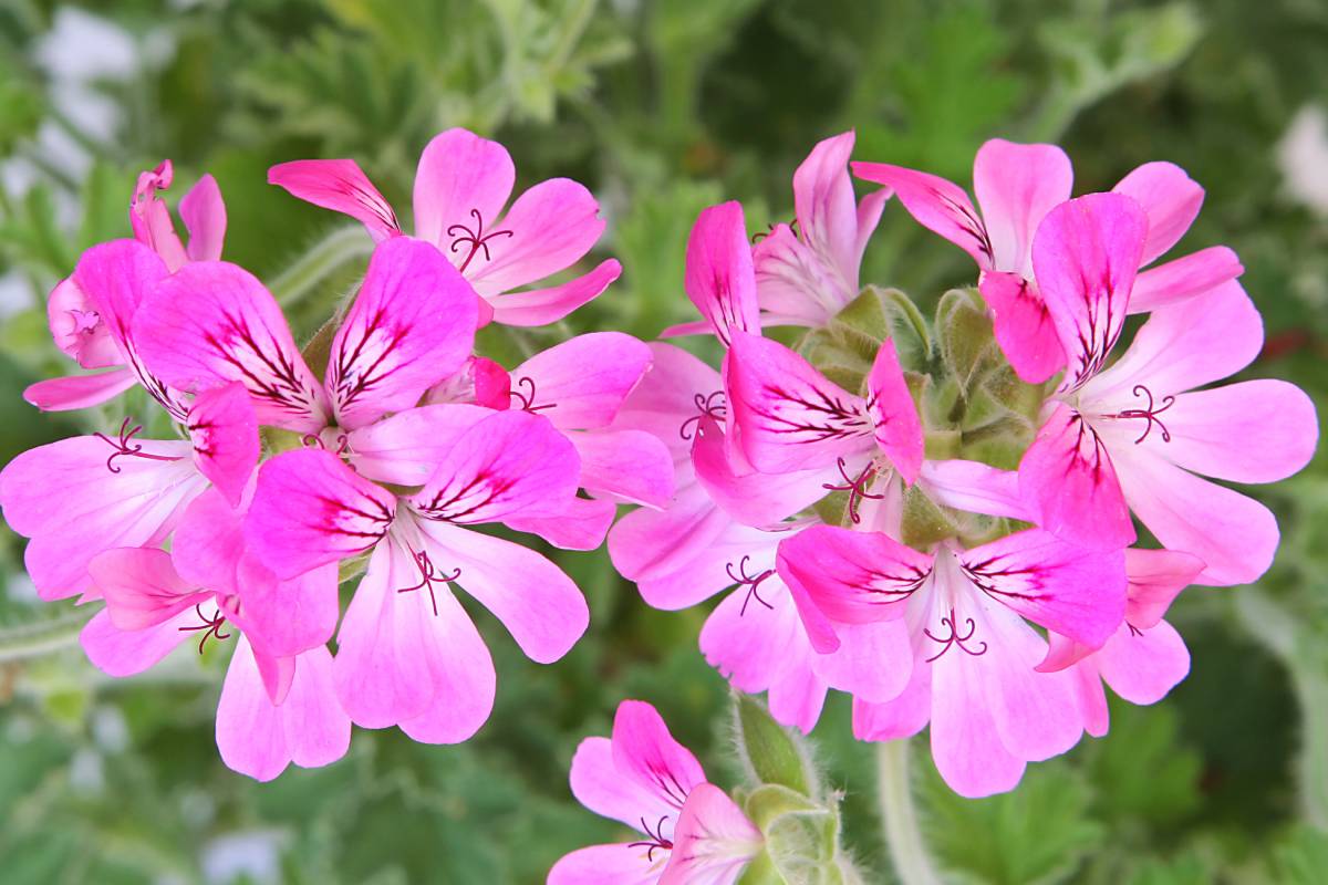 Plants against insects