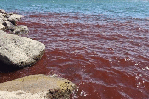 Galilee Sea turns red and raises biblical theories; understand