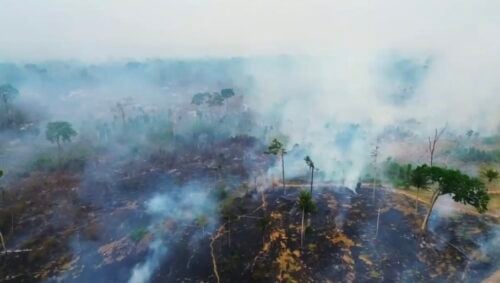 PF investigates a criminal fire that destroyed more than 480 hectares in the Amazon and fulfills warrants in Acre