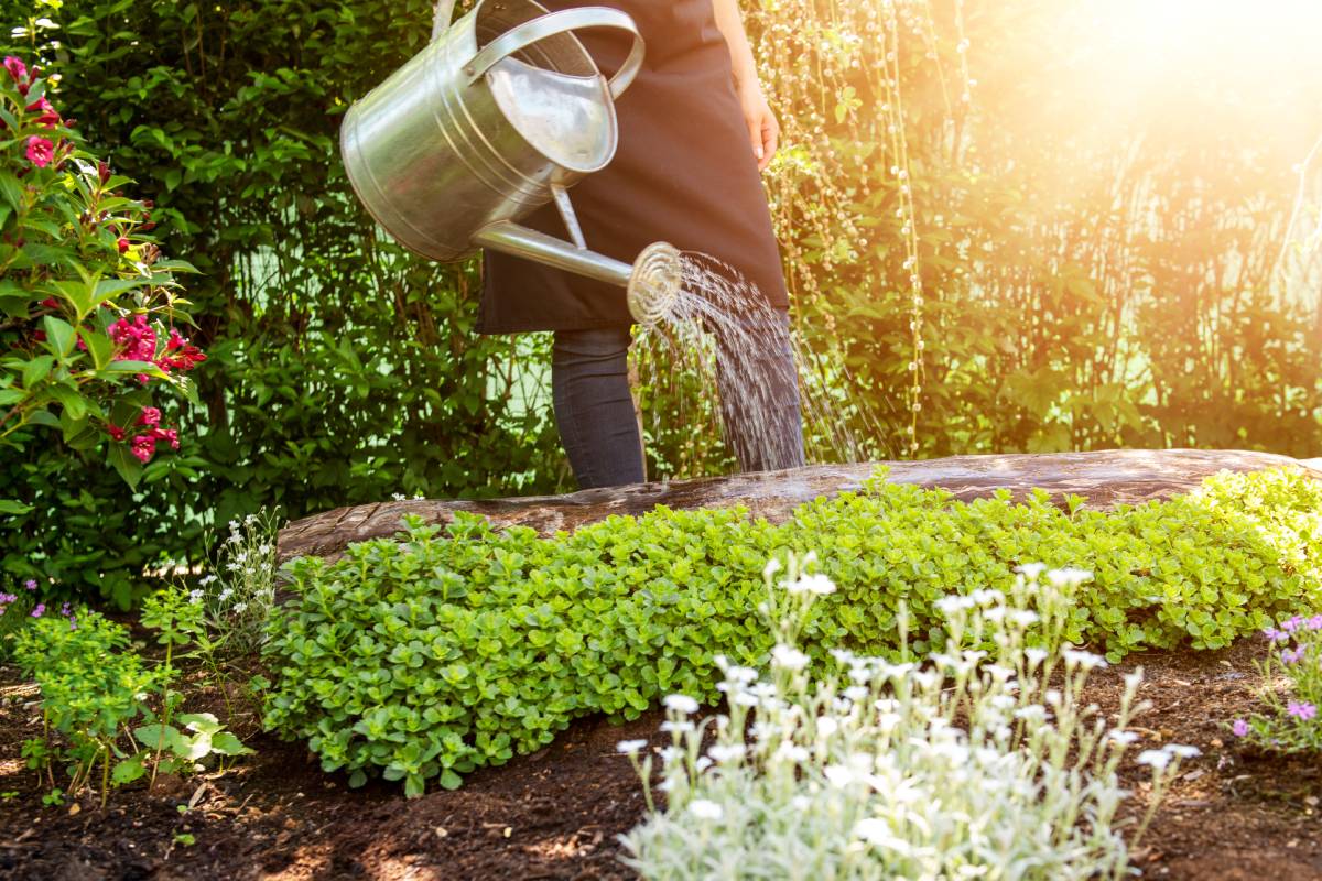 How and when it is watering in August