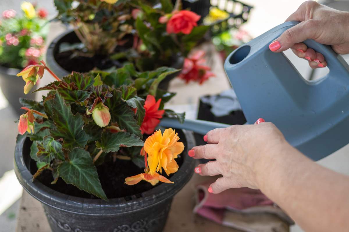 Regenerate the begonia on the balcony