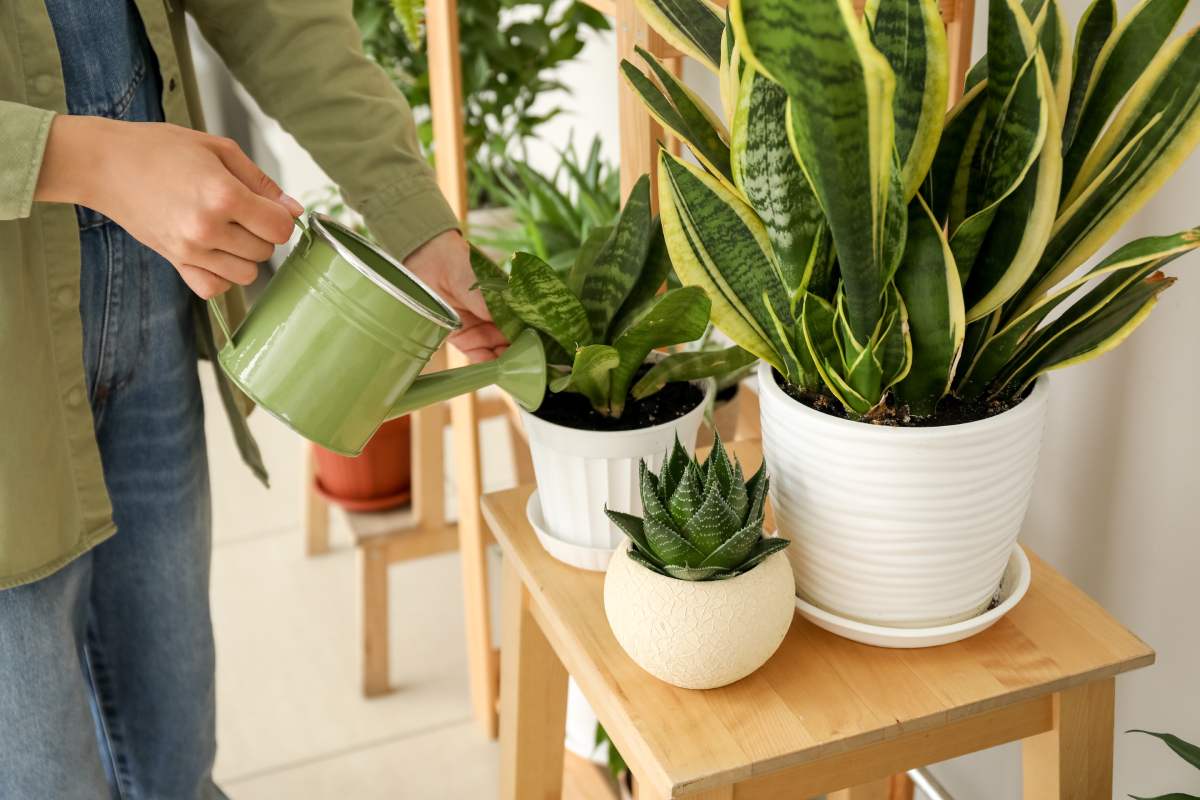 The benefits of repotting "this" for plants