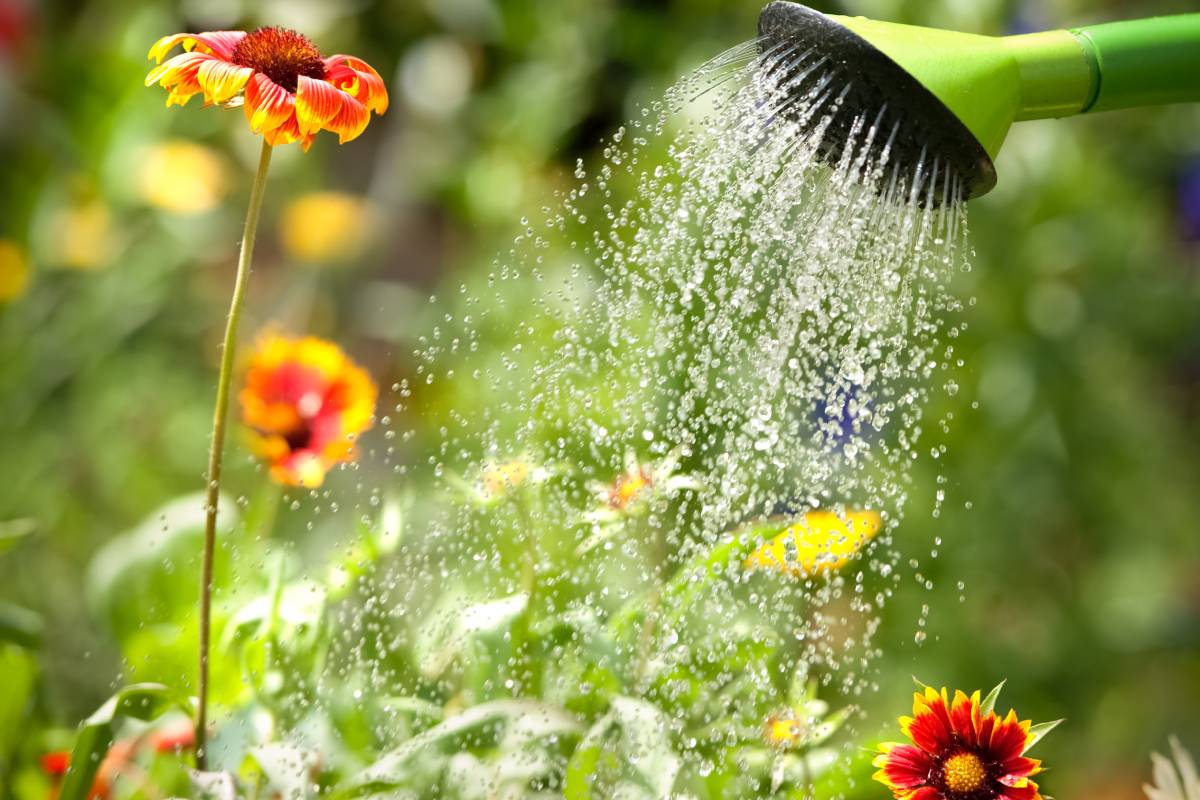 When and how to water