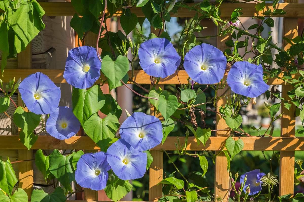 The climbing full of flowers until October