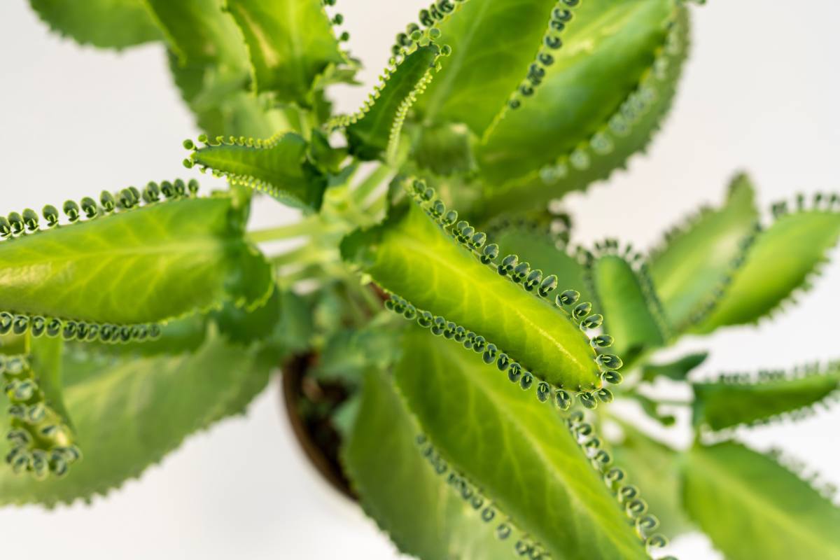 The natural propagation of 3 fatty plants