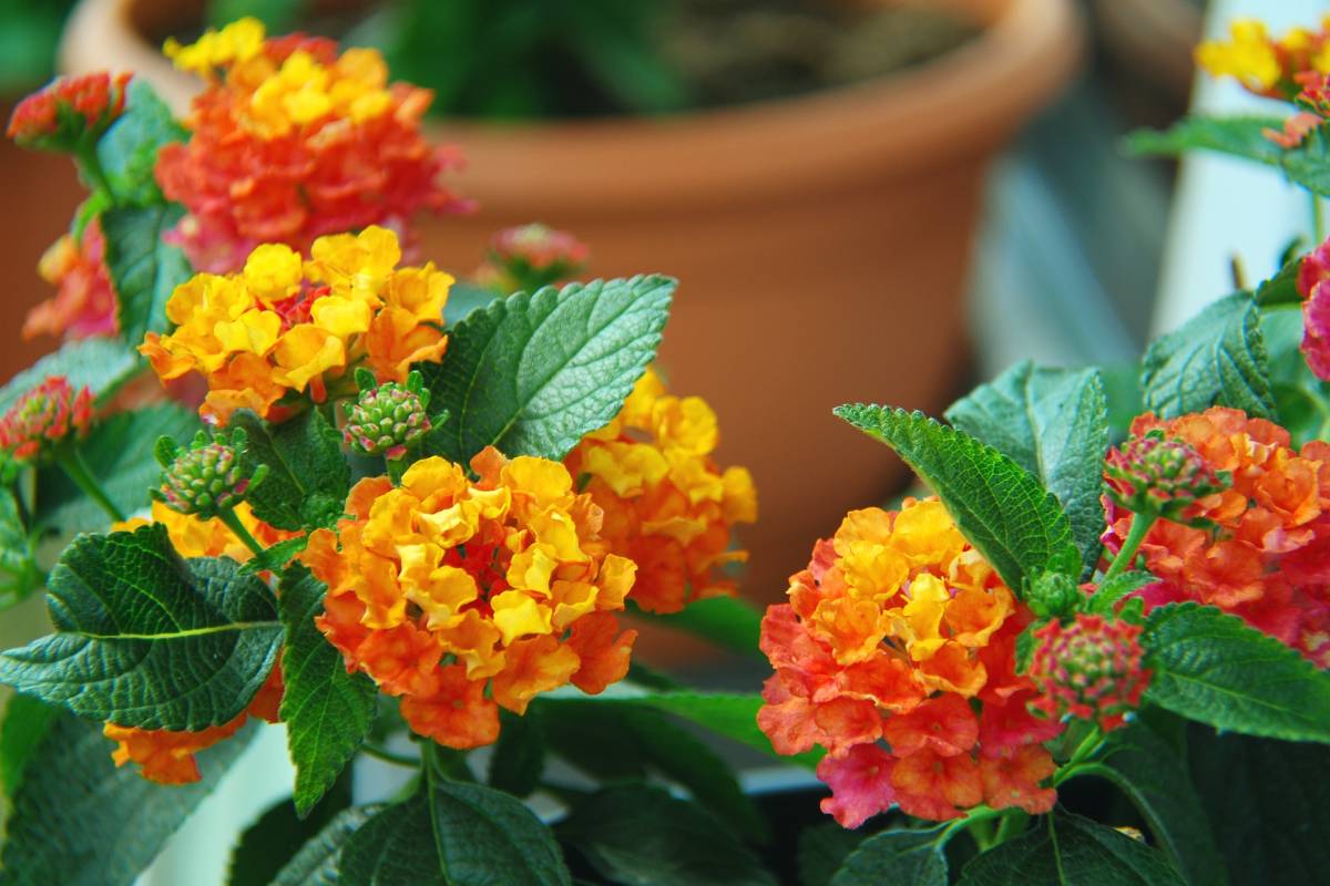 Colored flowers on the Settembrini balconies