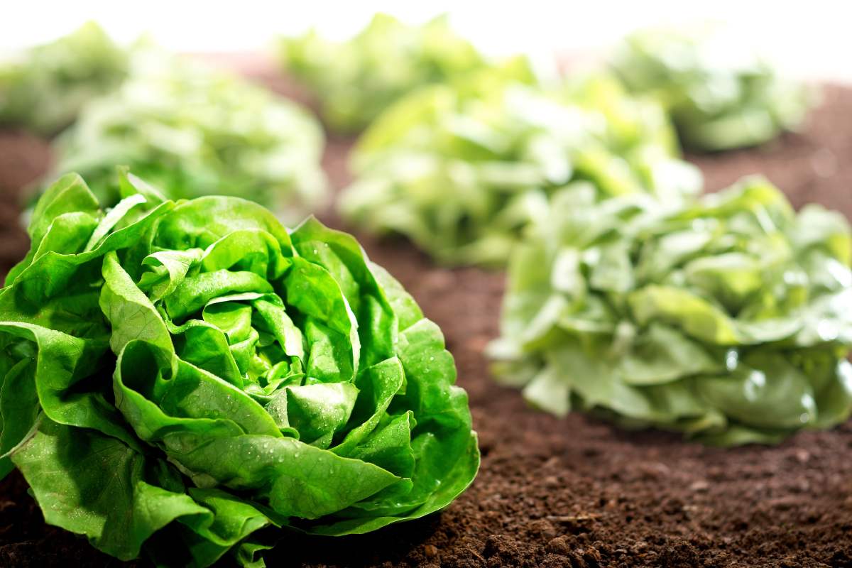 3 Settembrini vegetables