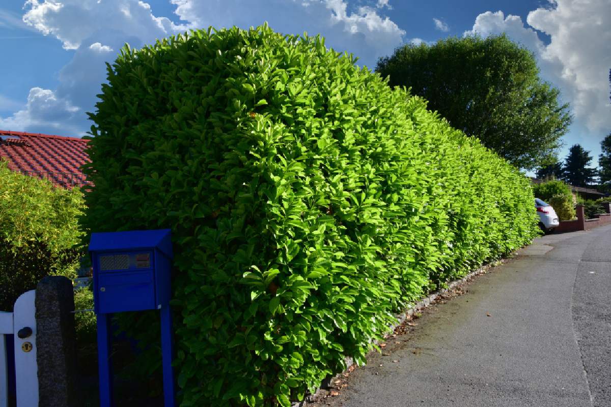 Hedges that resist in the heat