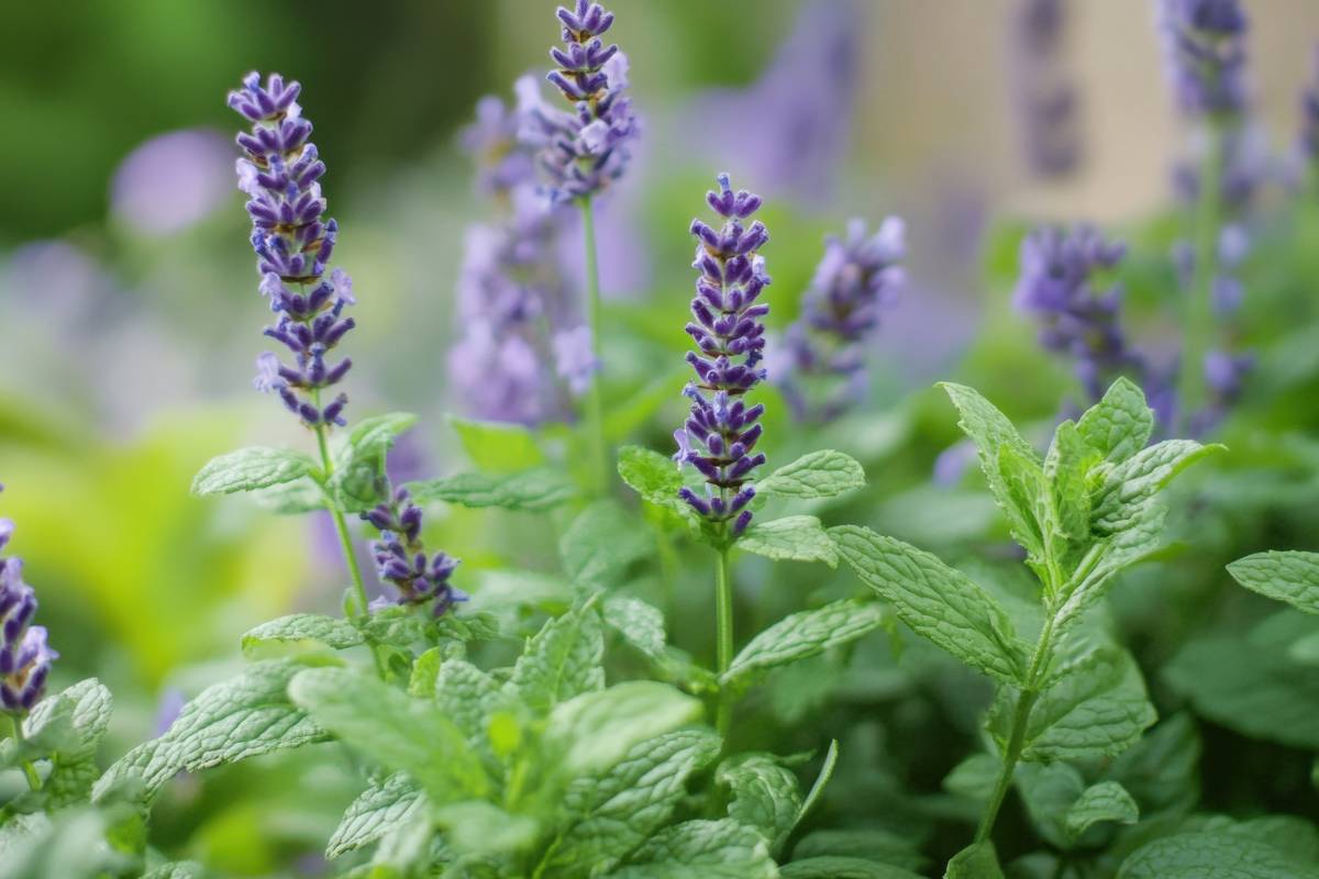 Plants that keep insects away from the windowsills
