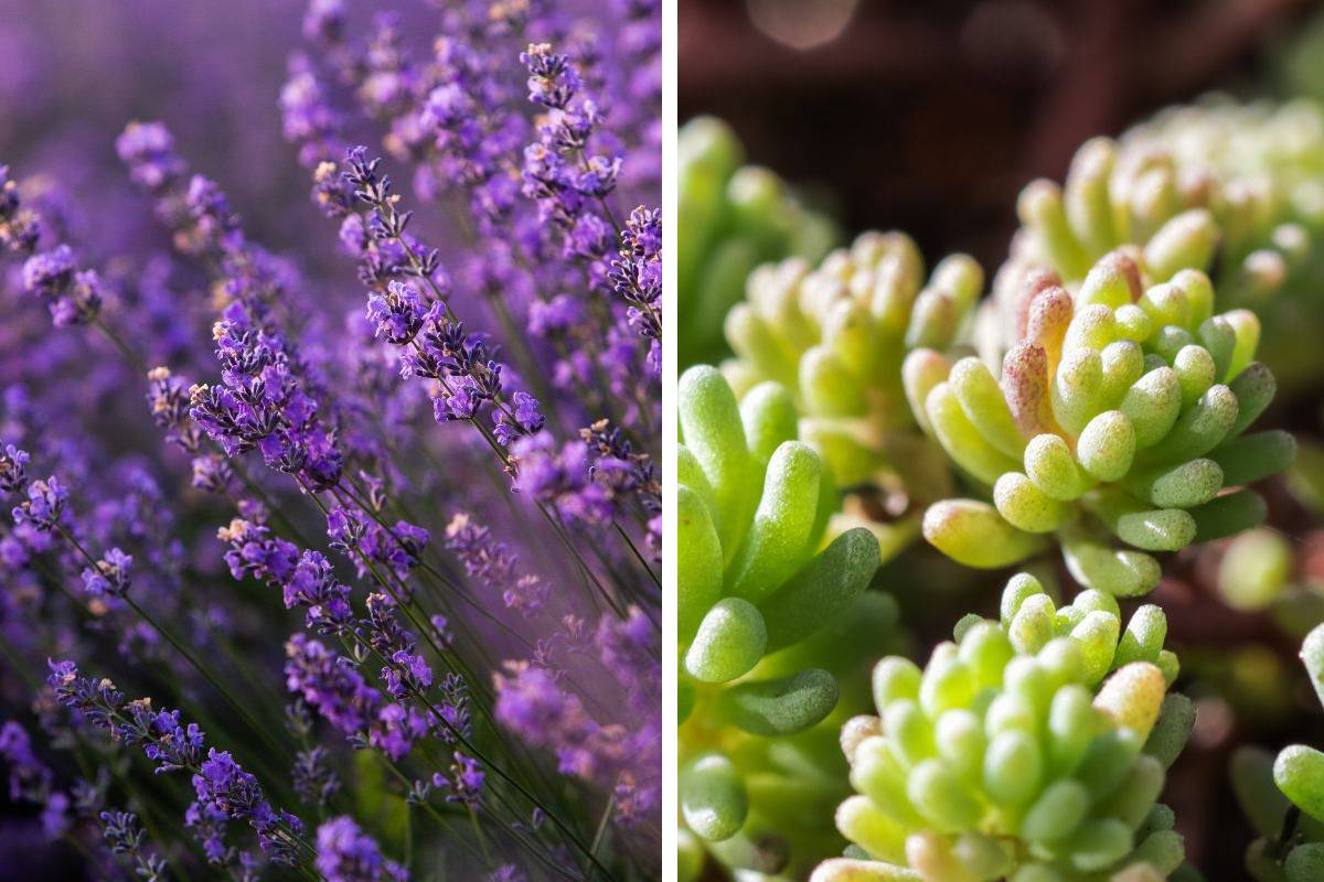 Perennial resistant plants in torrid heat