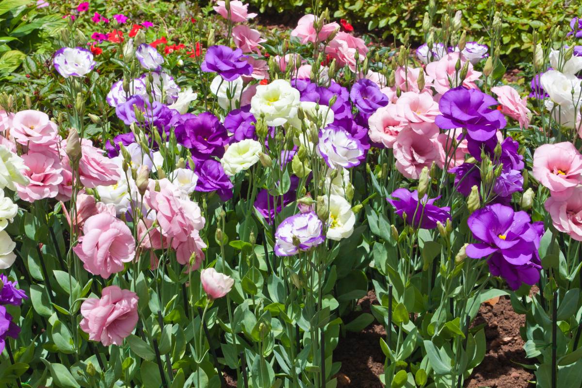 The summer bouquets that do not fear the heat