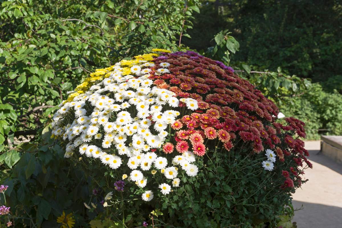 The beautiful flower beds in autumn