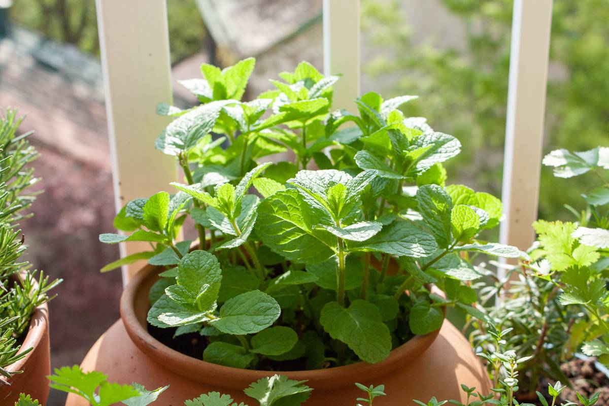 Plants against insects on the windowsills