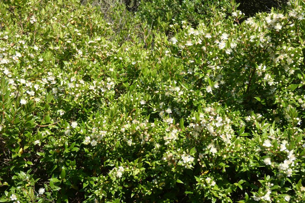The ideal hedges for September