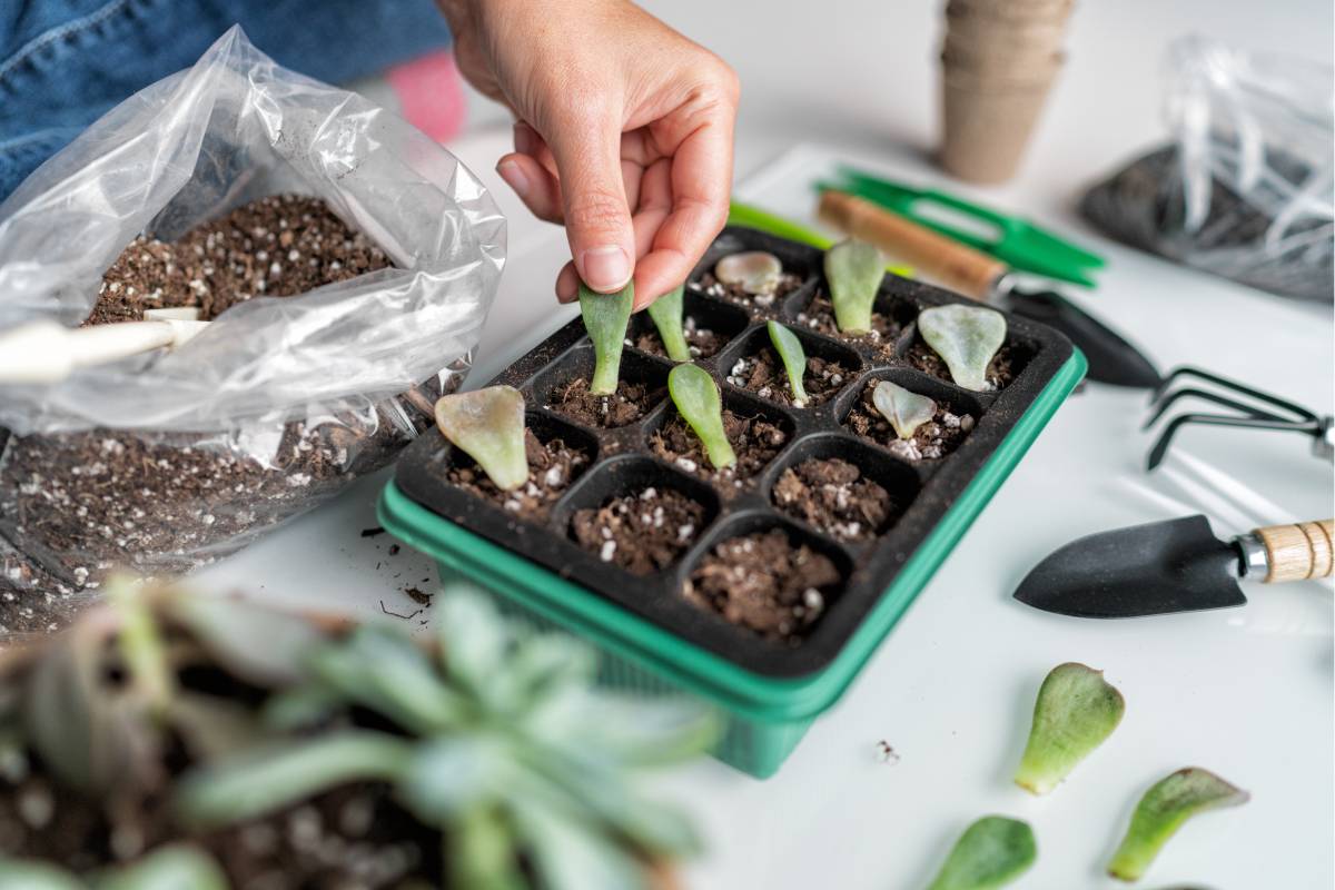 Here's how certain plants propagate