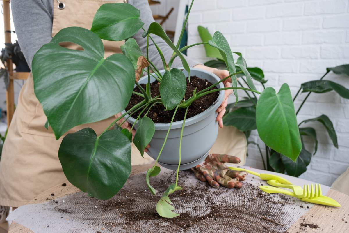 Which plants to repotting at the end of the summer