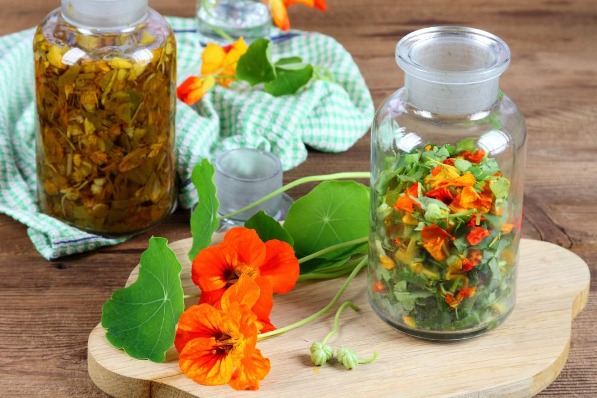 Flower herbs that enrich the dishes