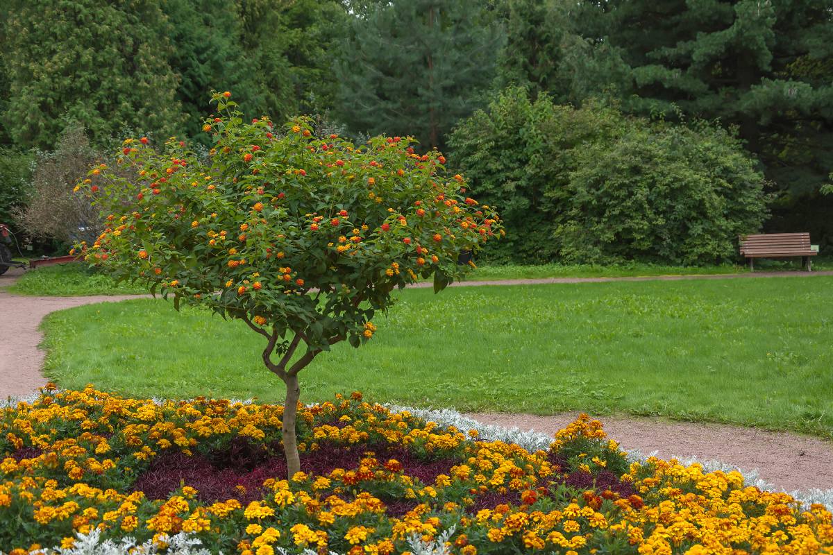 Warm resistant flower beds