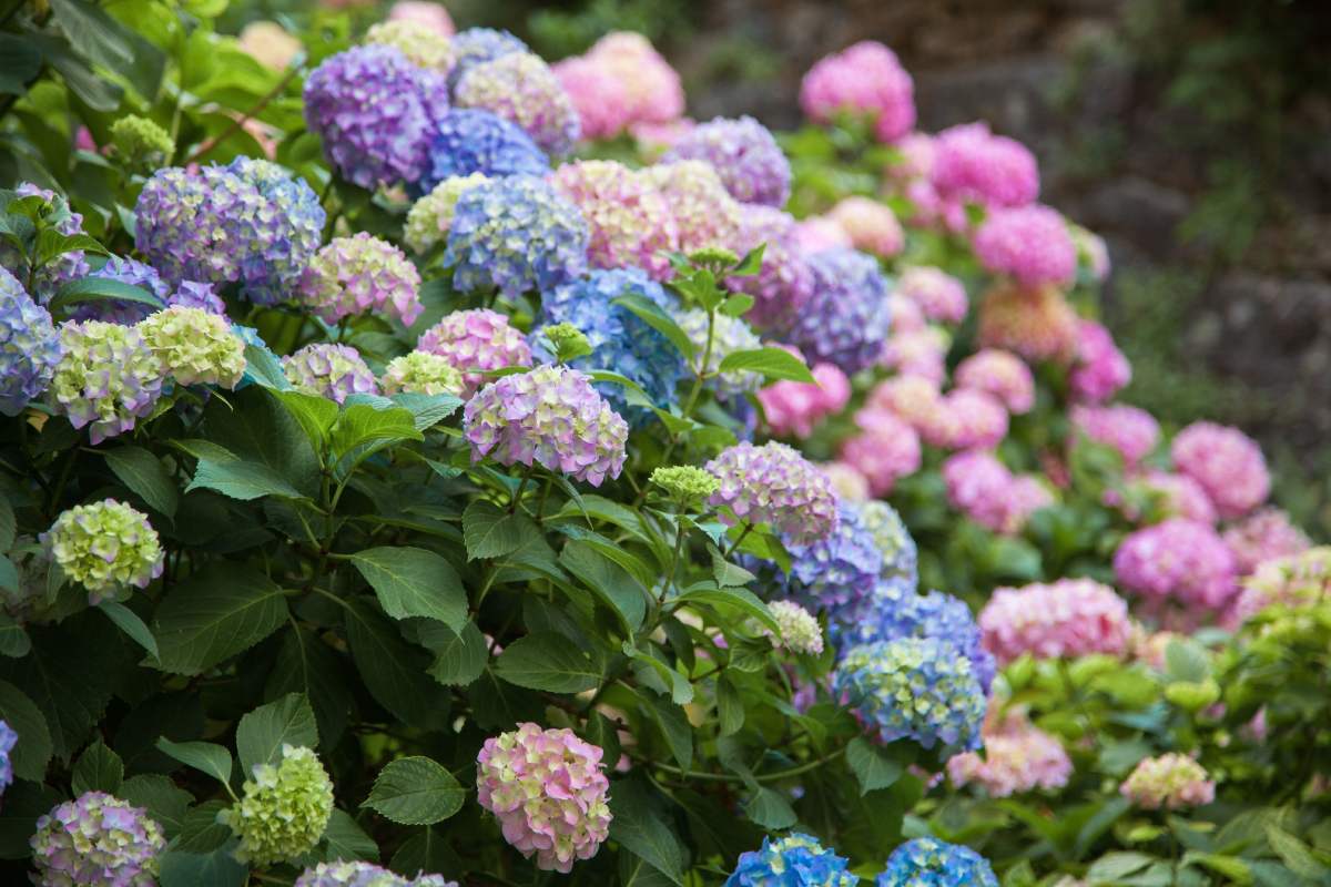3 natural fertilizers for hydrangeas
