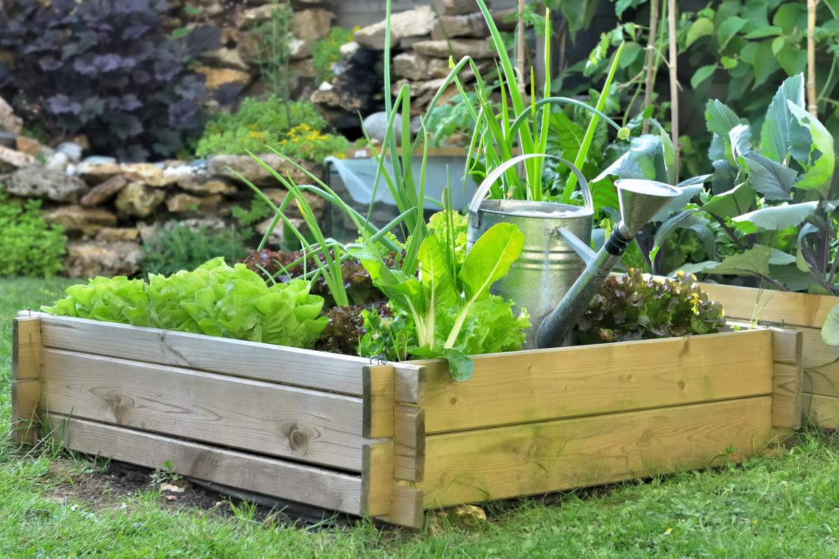 September vegetables that also grow with little sun