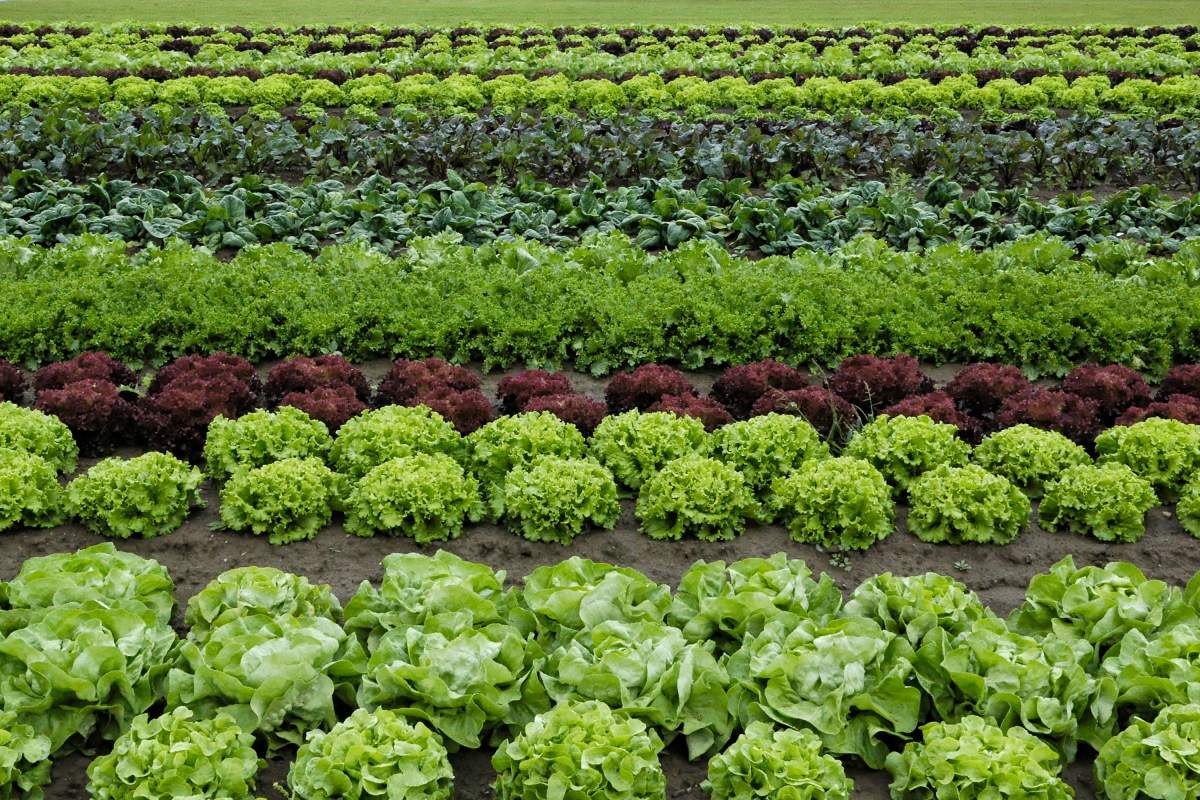 Cycle vegetables drinks naturally