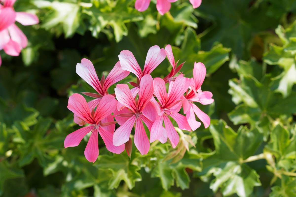 Flowers growing in cascade on railings and balconies