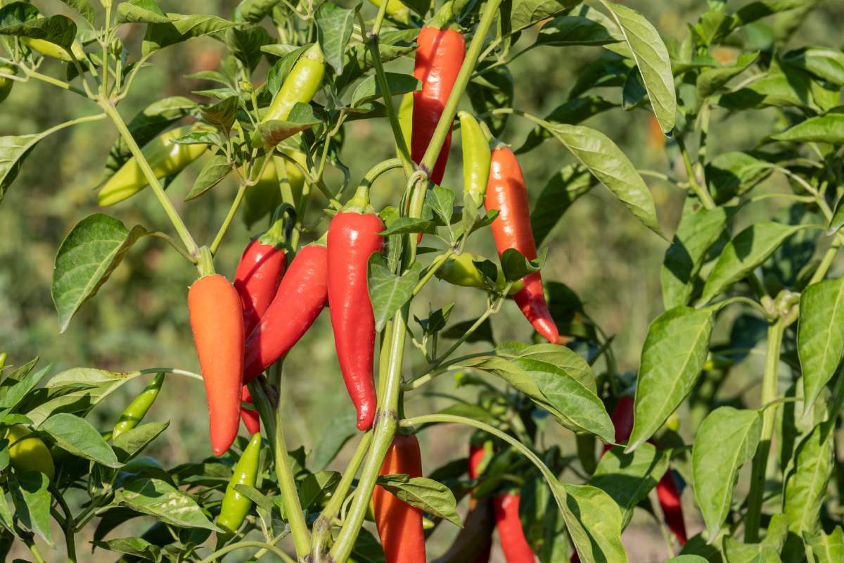 Here's how to grow chillies without hoping chemical fertilizers