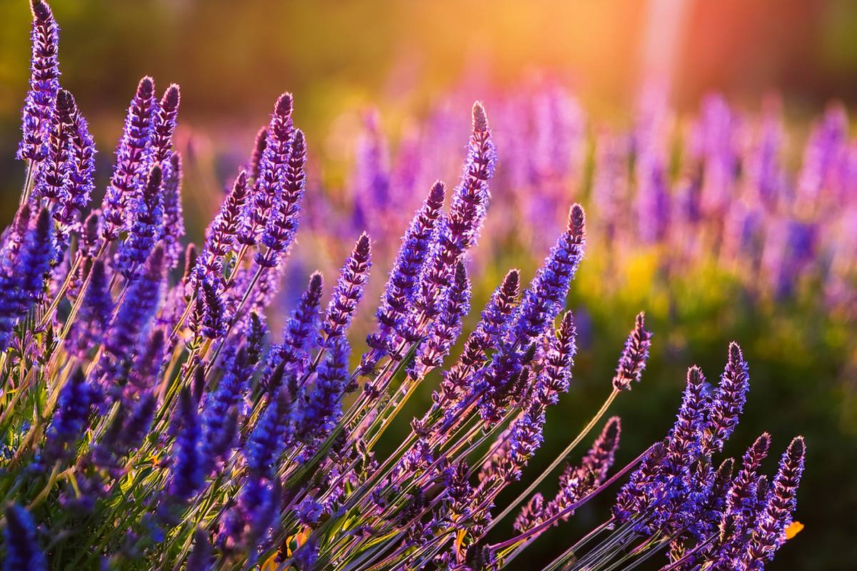 Lavender plant similar