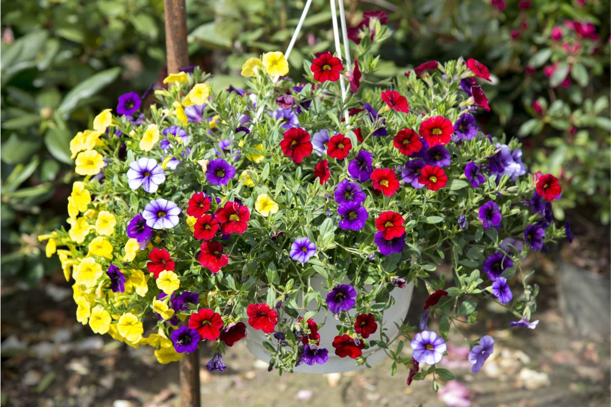 The petunias that rejoice the external spaces of the house